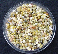 Small Coral
